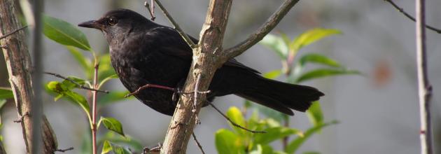 Amsel