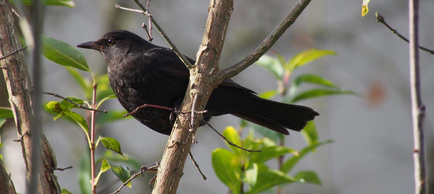 Amsel